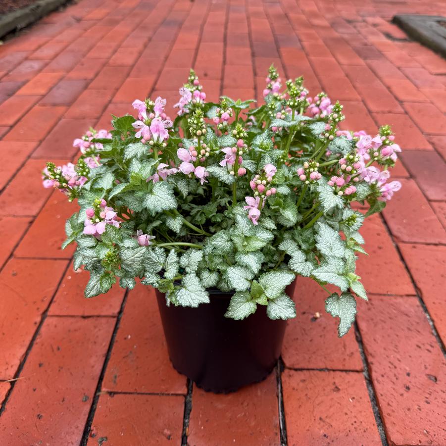 Lamium maculatum Pink Pewter