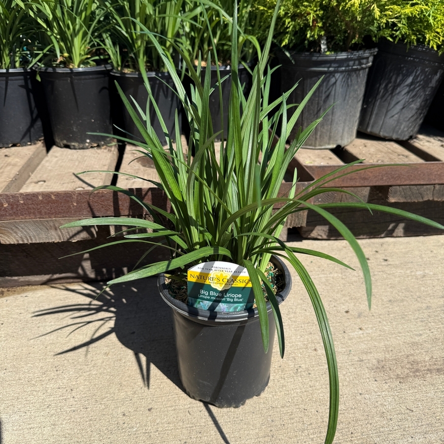 Liriope muscari Big Blue