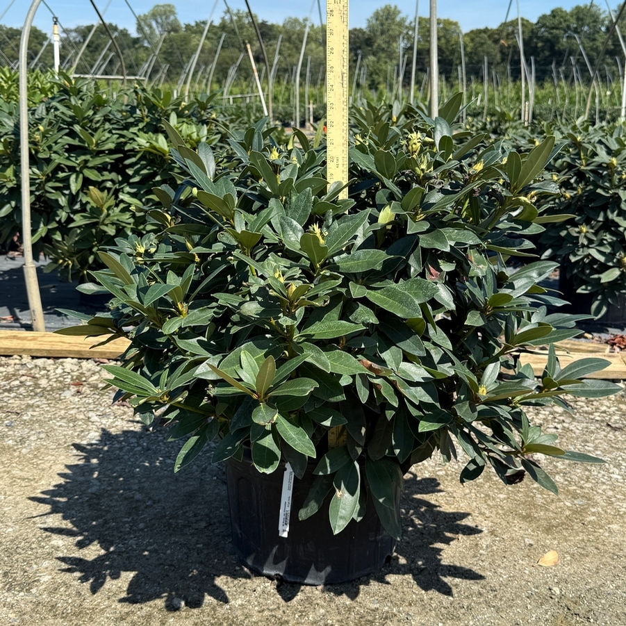 Rhododendron catawbiense Chionoides