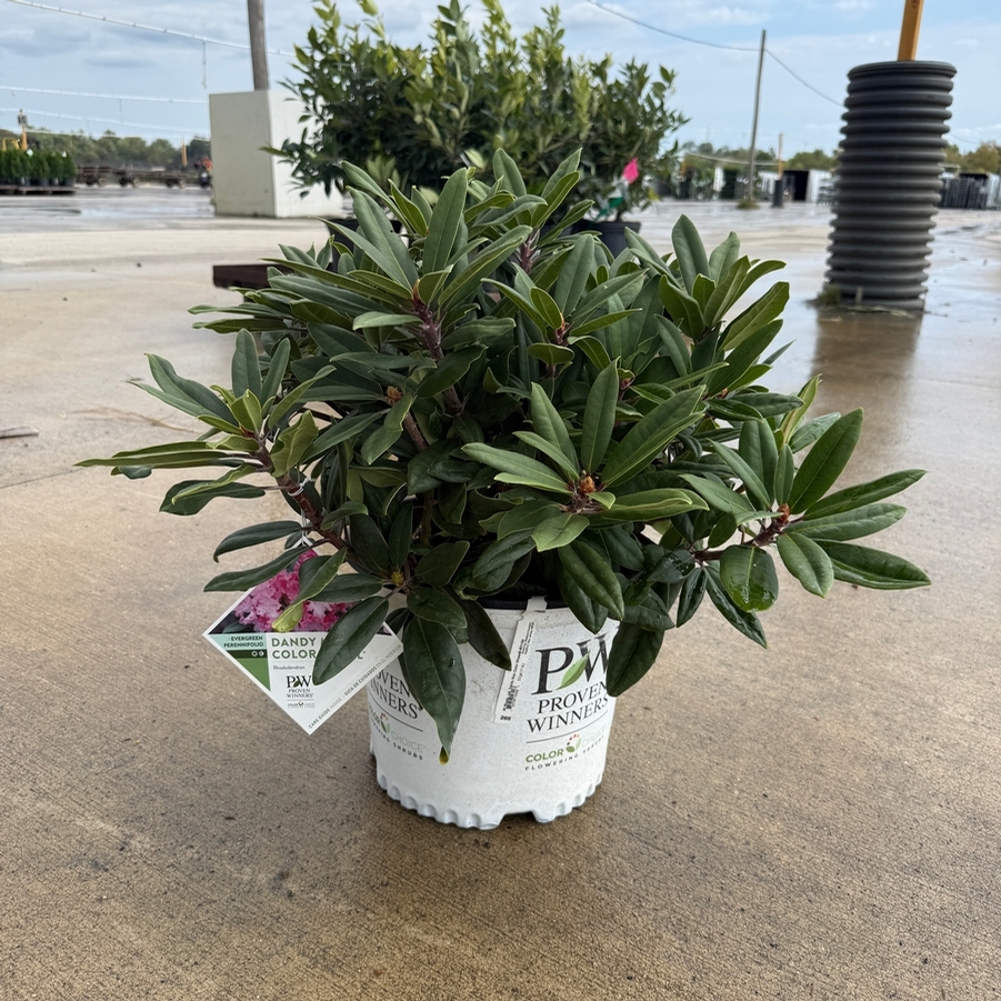 Rhododendron catawbiense Dandy Man Color Wheel® PP31150