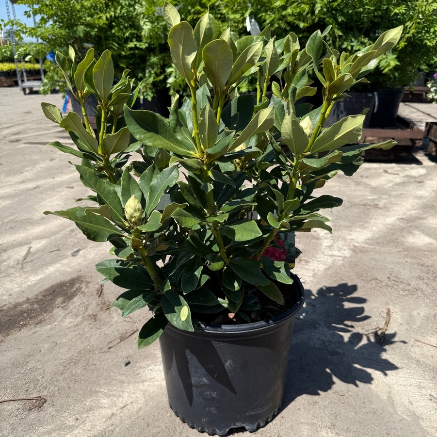 Rhododendron catawbiense Nova Zembla
