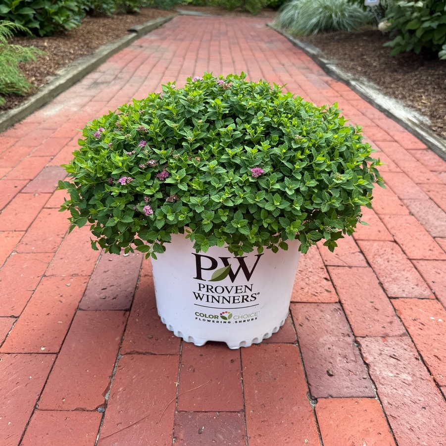 Spiraea japonica Double Play® Princess™ PPAF