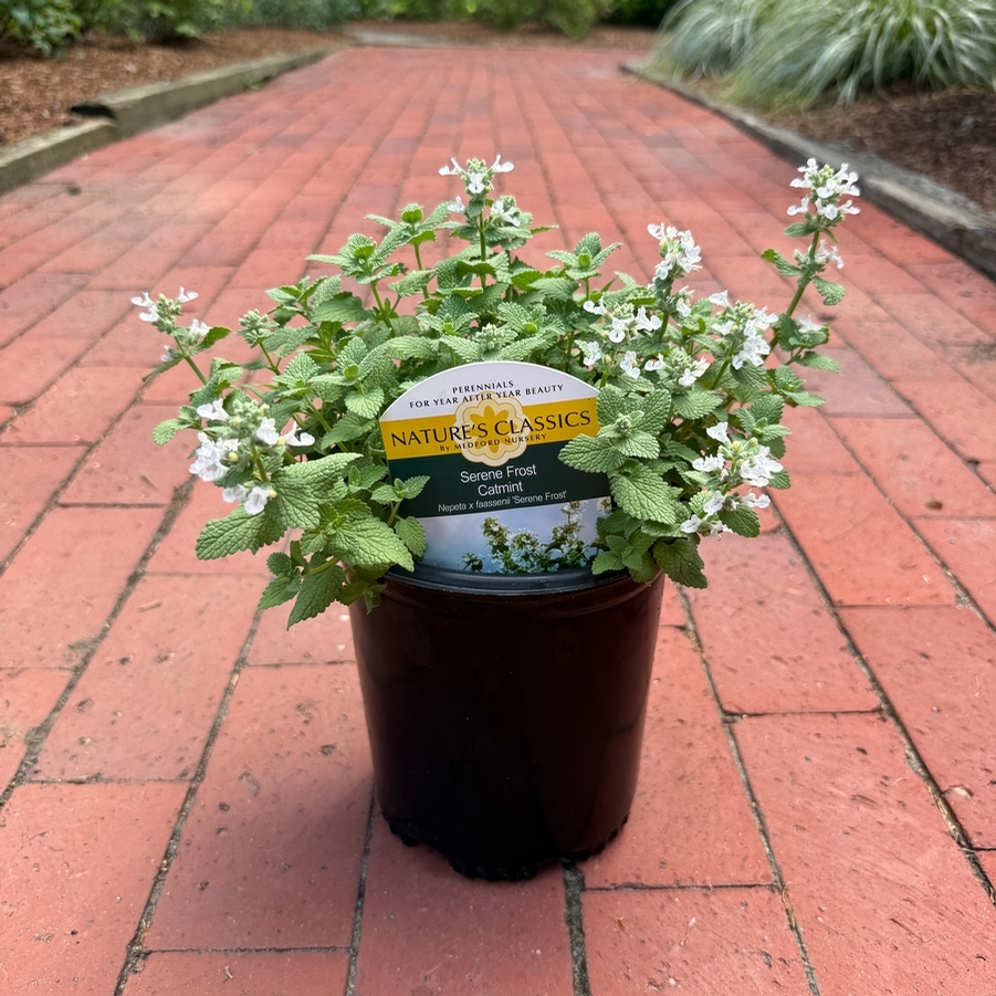 Nepeta x faassenii Serene Frost