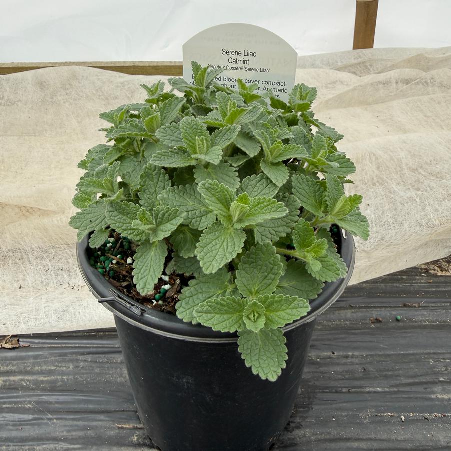 Nepeta x faassenii Serene Lilac