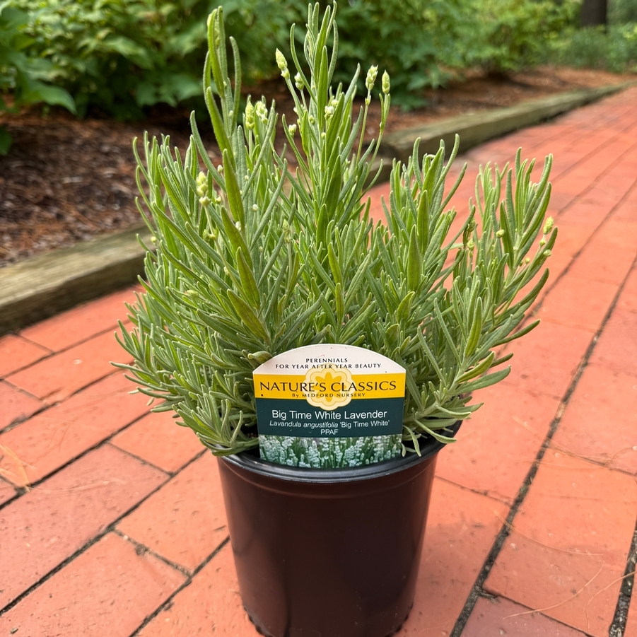 Lavandula angustifolia Big Time White