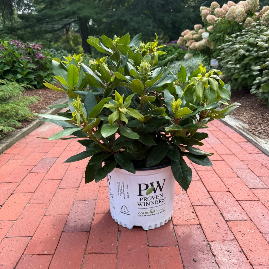 Rhododendron catawbiense Dandy Man® Purple