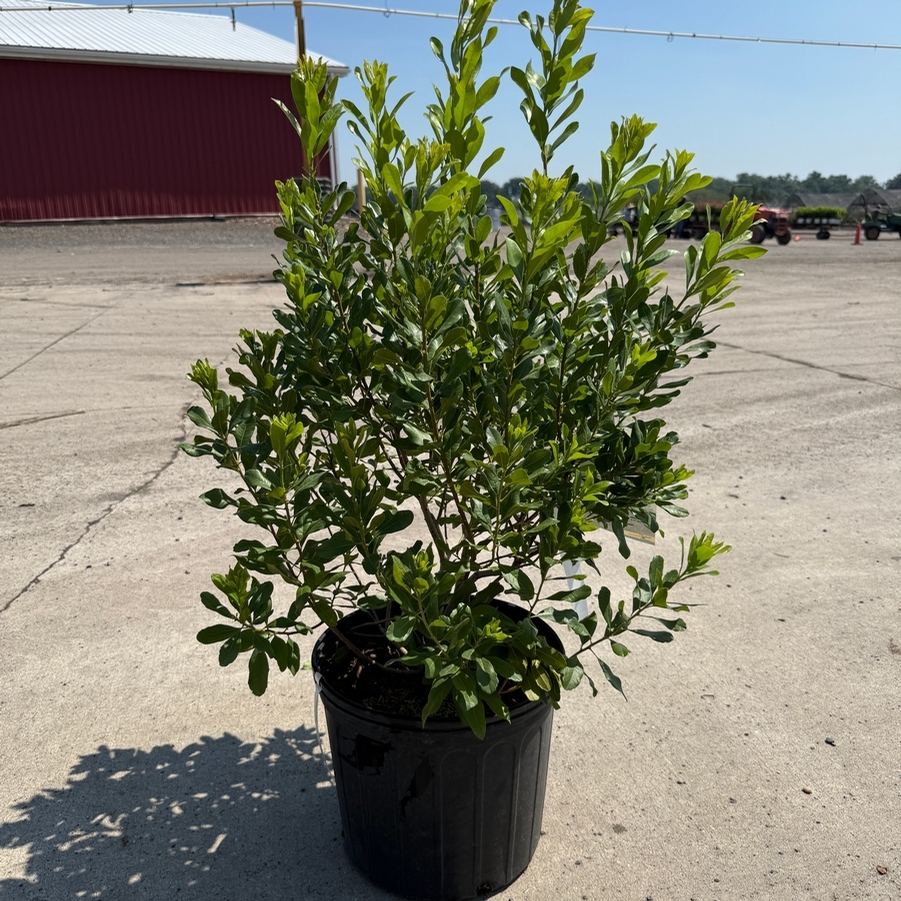Rhus aromatica Gro-Low