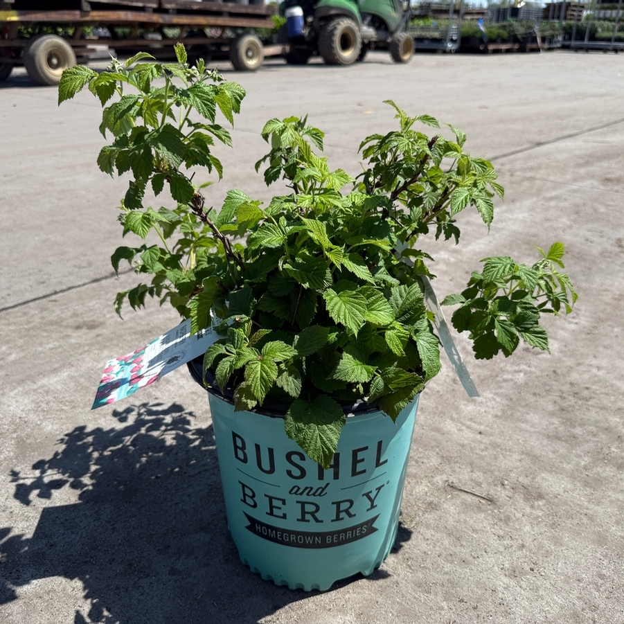 Rubus Raspberry ShortCake® PP22141