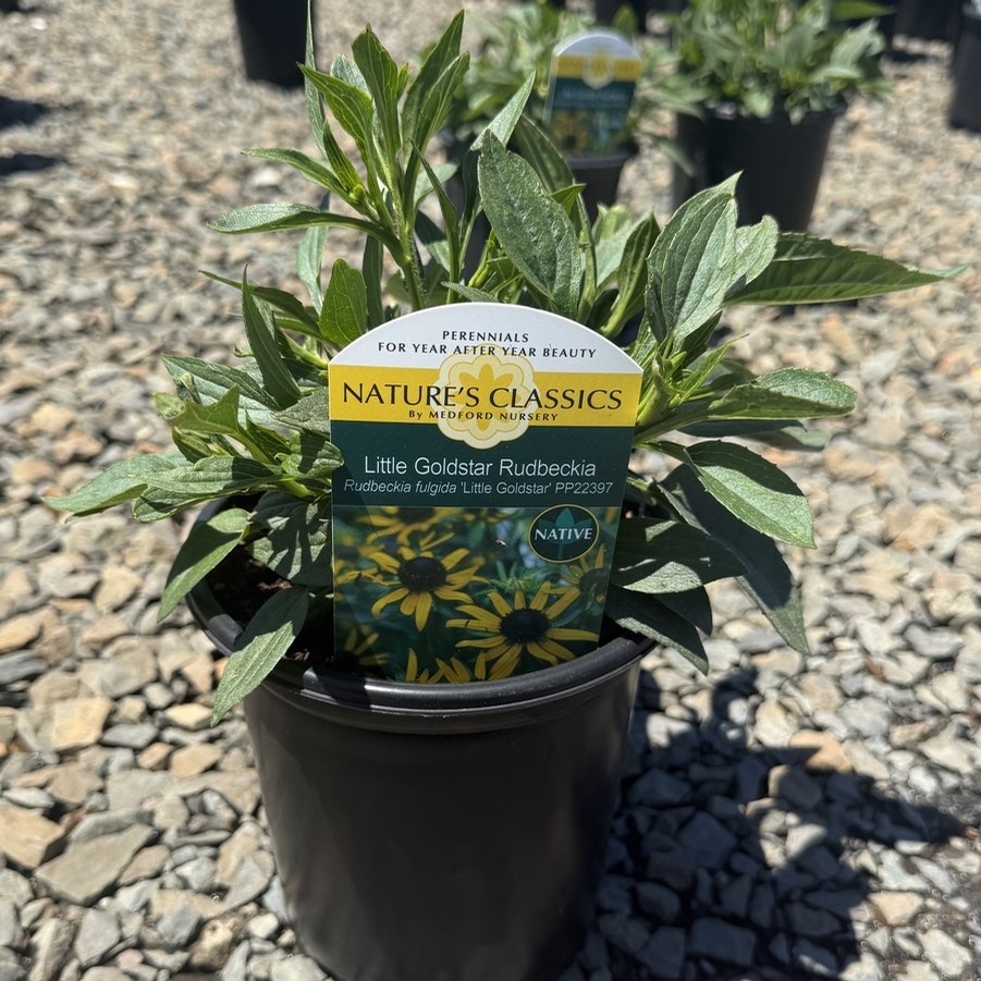 Rudbeckia fulgida Little Goldstar PP22397