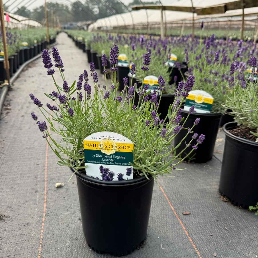 Lavandula La Diva Eternal Elegance