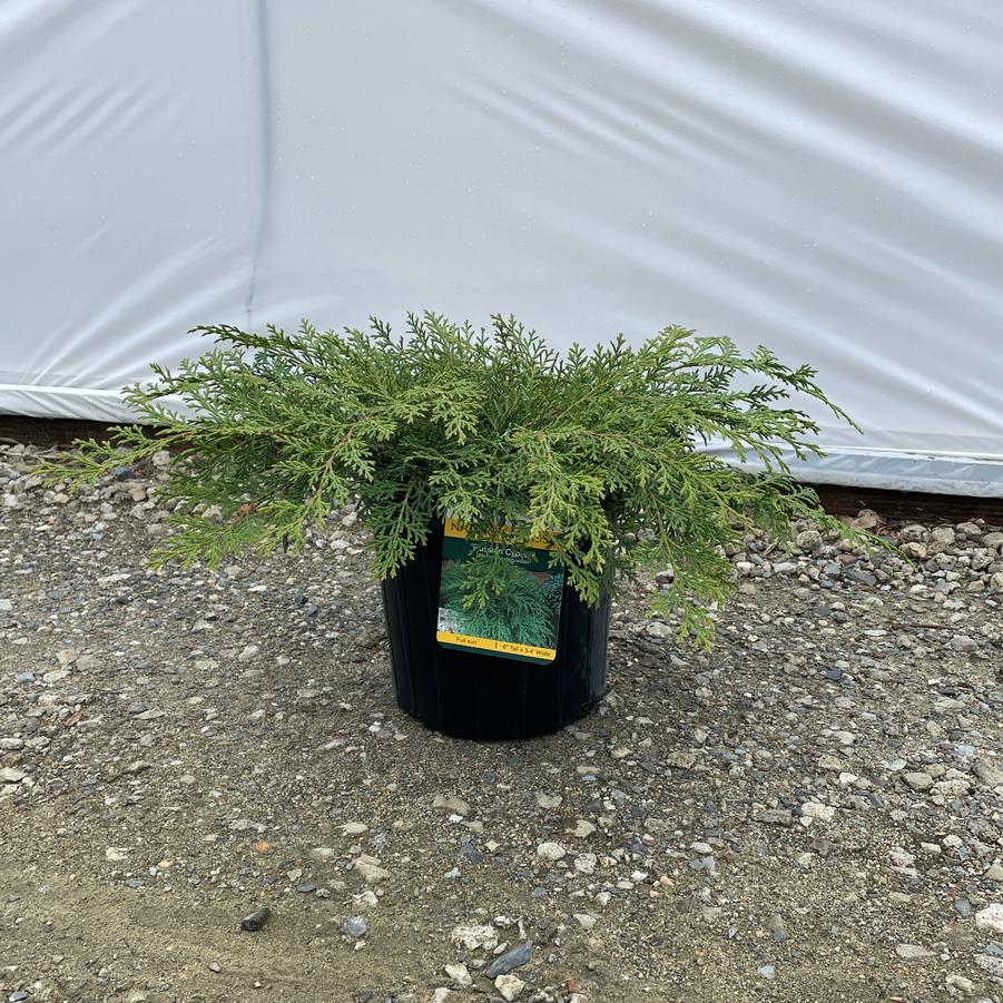 Microbiota decussata 