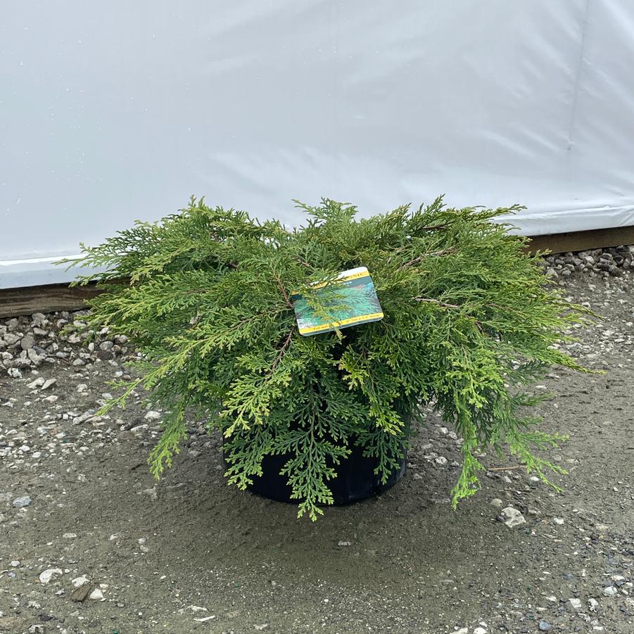 Microbiota decussata 