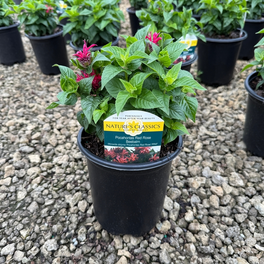 Monarda didyma Pocahontas Red Rose