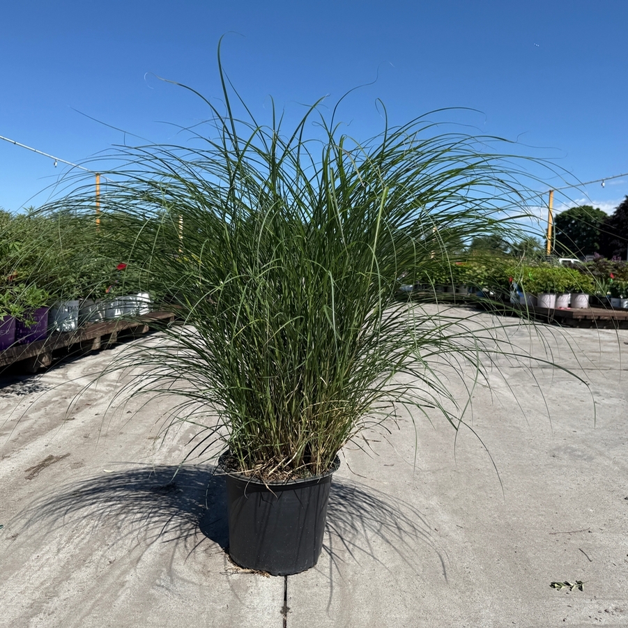 Miscanthus sinensis Adagio