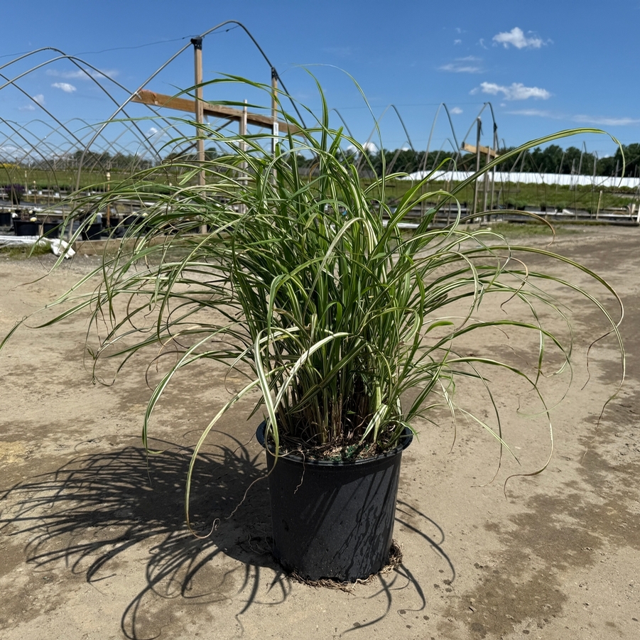 Miscanthus sinensis Cabaret