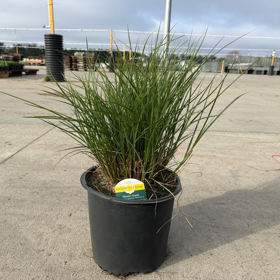 Miscanthus sinensis Gracillimus