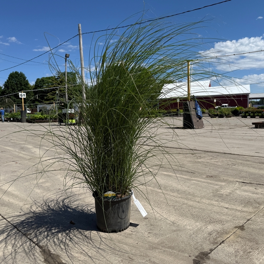Miscanthus sinensis Gracillimus