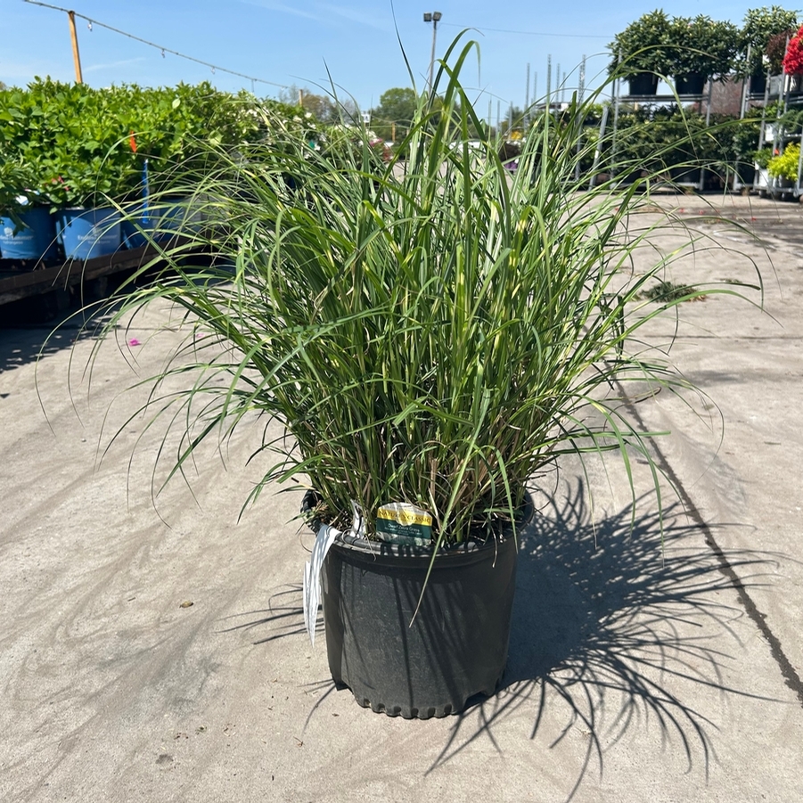 Miscanthus sinensis Little Zebra