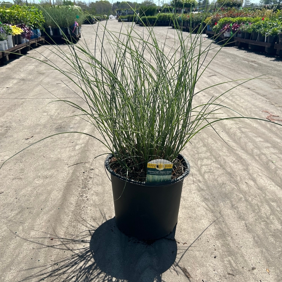 Miscanthus sinensis Morning Light