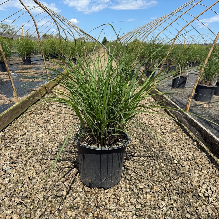 Miscanthus sinensis Oktoberfest