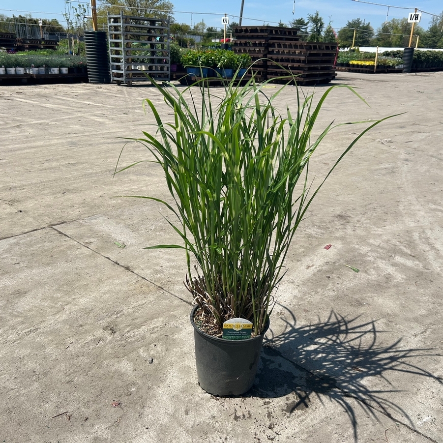Miscanthus sinensis Strictus