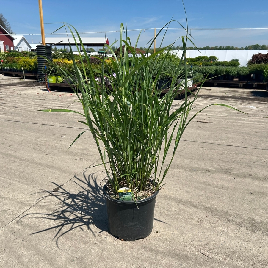 Miscanthus sinensis Strictus