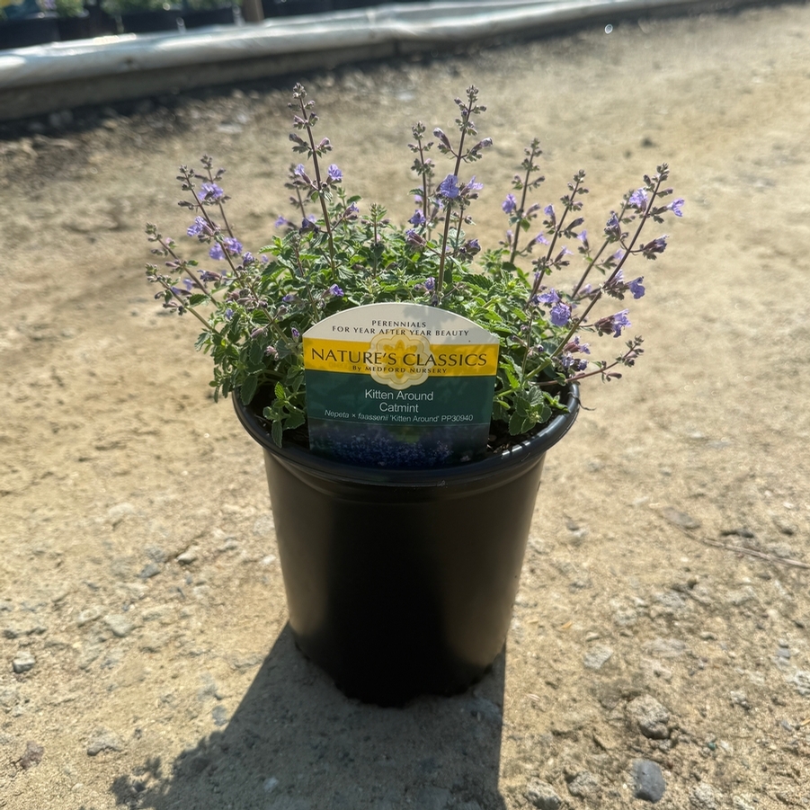 Nepeta x faassenii Kitten Around