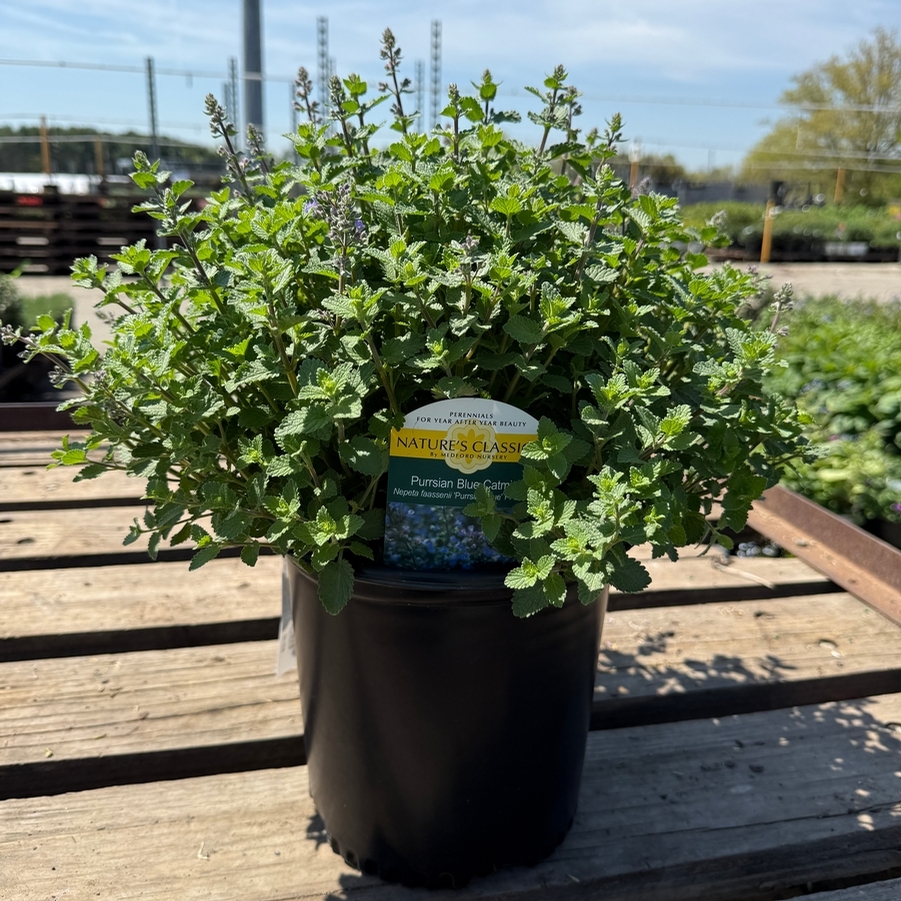 Nepeta x faassenii Purrsian Blue