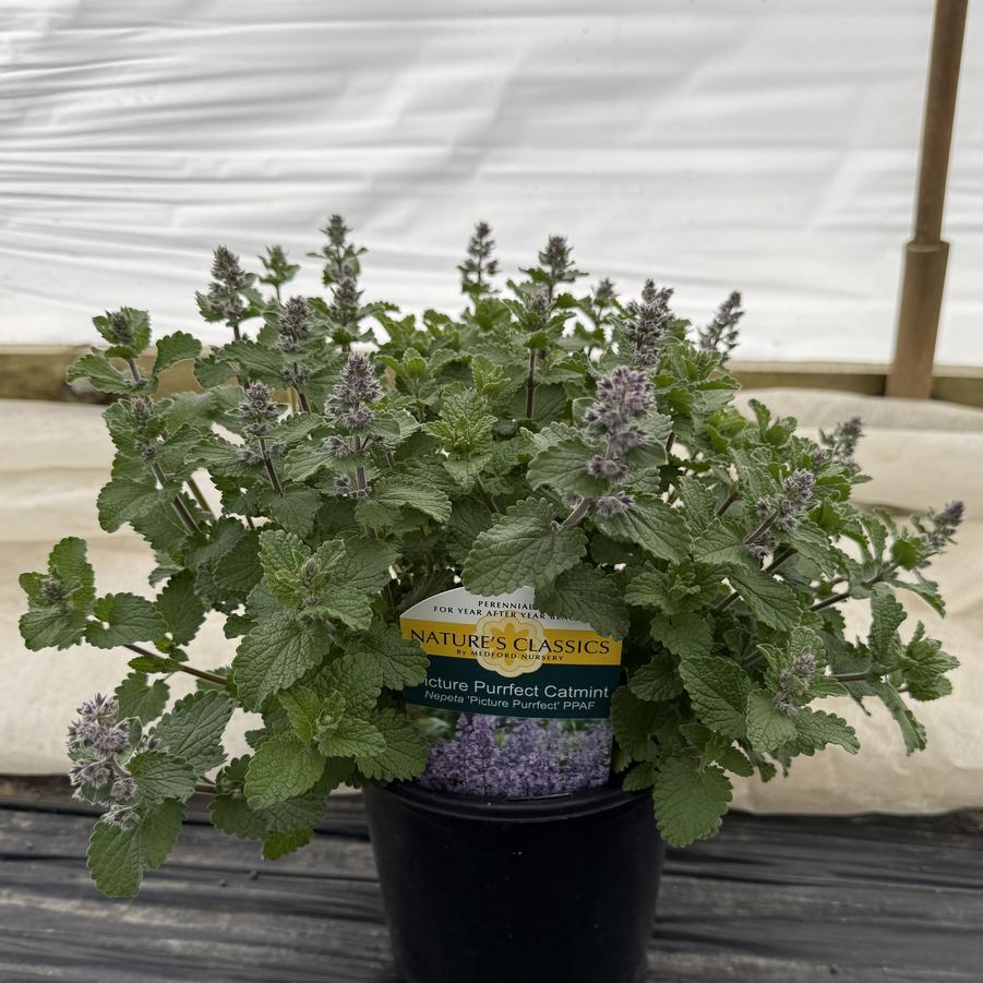 Nepeta Picture Purrfect