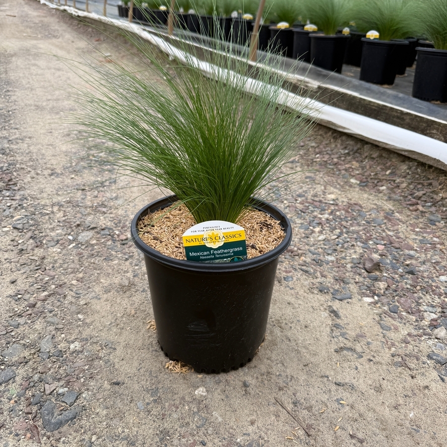Nassella tenuissima 