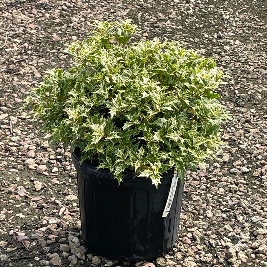 Osmanthus heterophyllus Goshiki