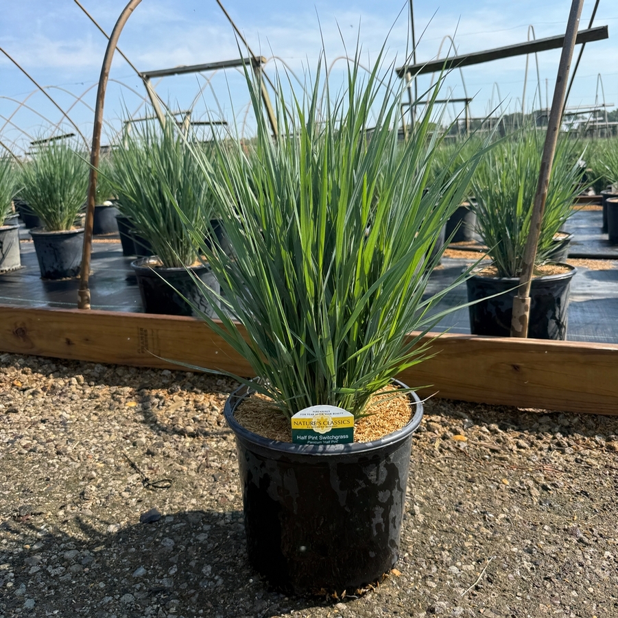 Panicum virgatum Half Pint