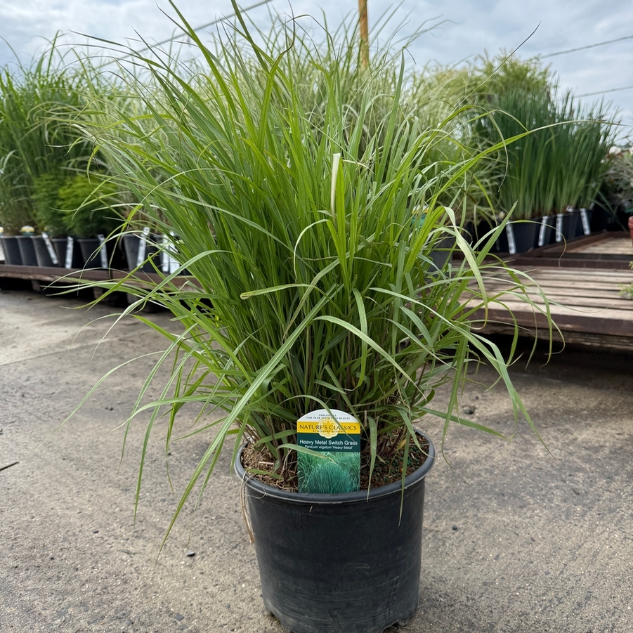 Panicum virgatum Heavy Metal