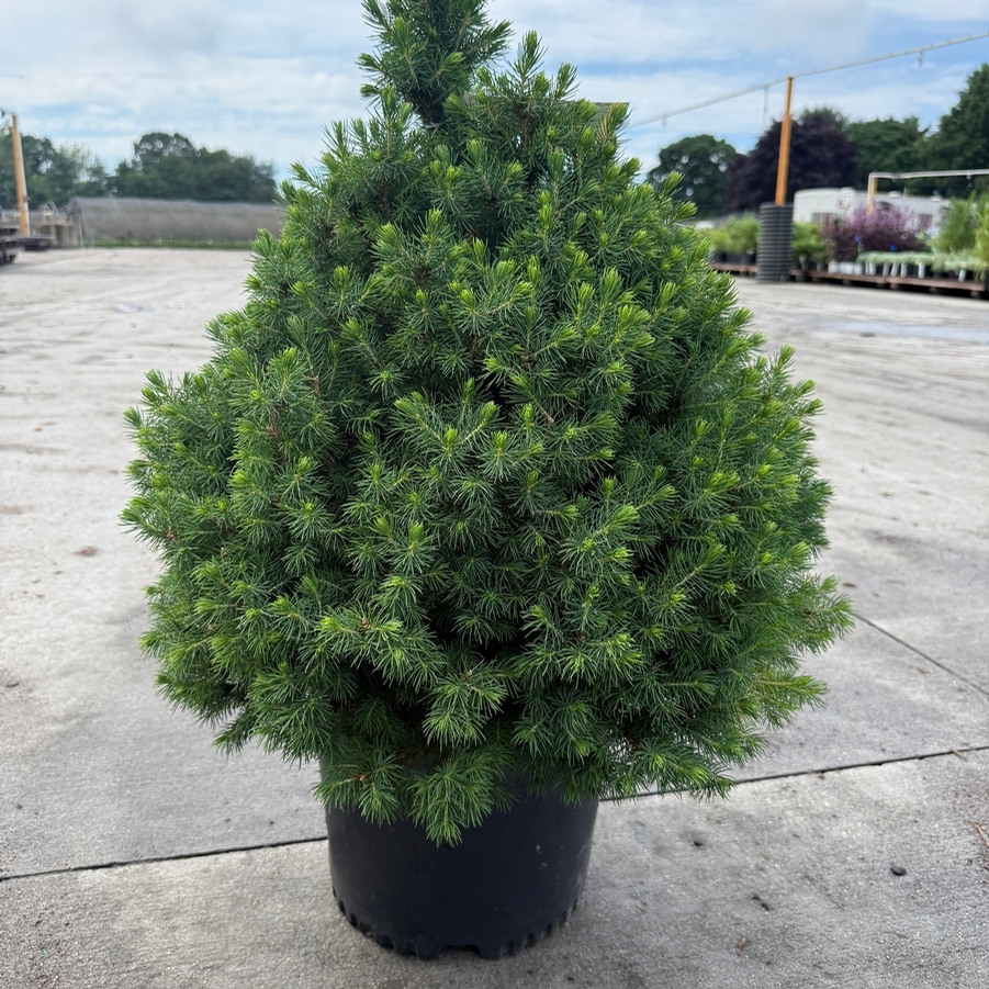 Picea glauca Conica