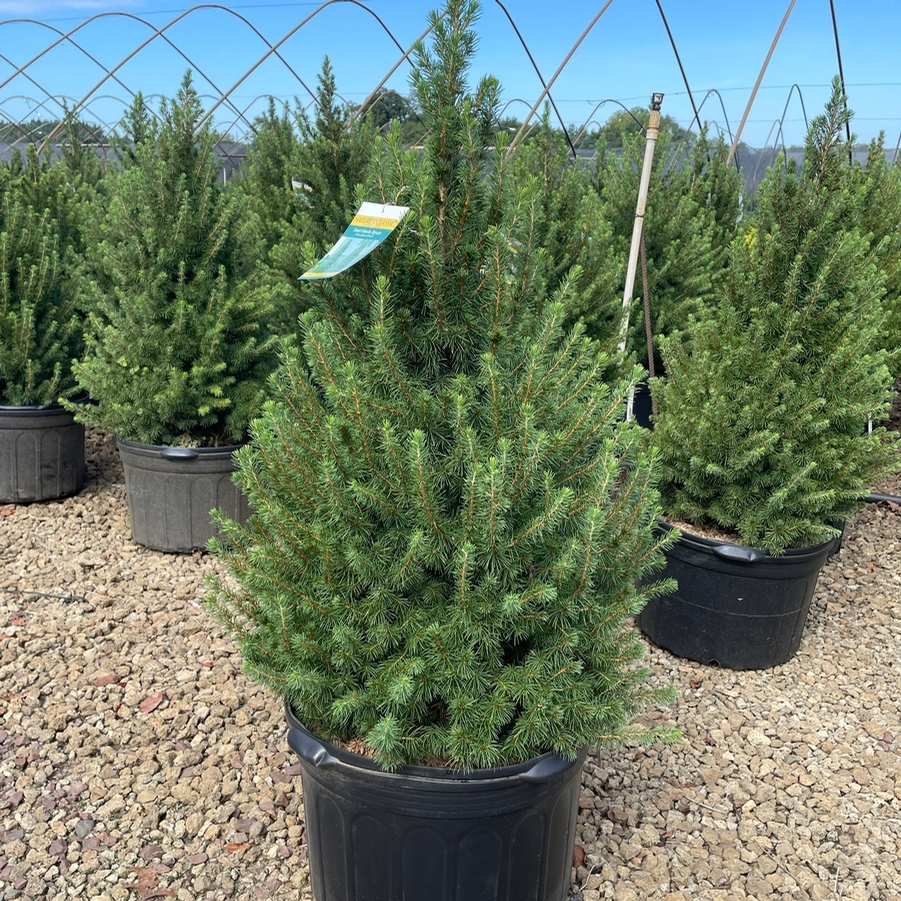 Picea glauca Conica
