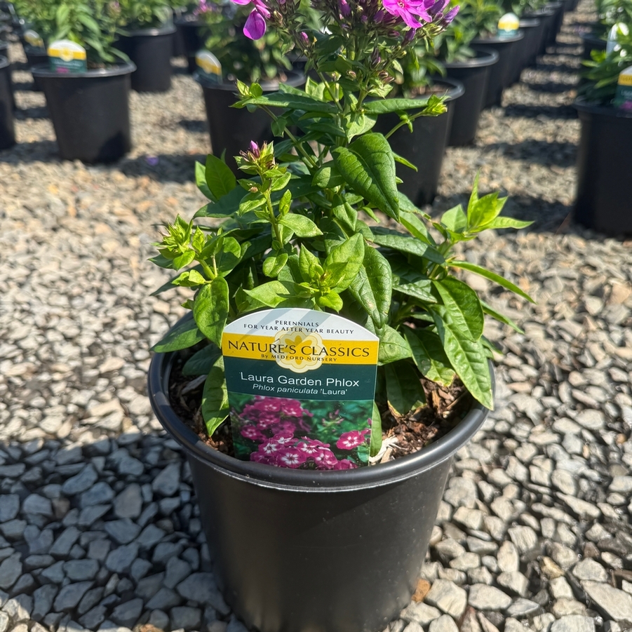 Phlox paniculata Laura