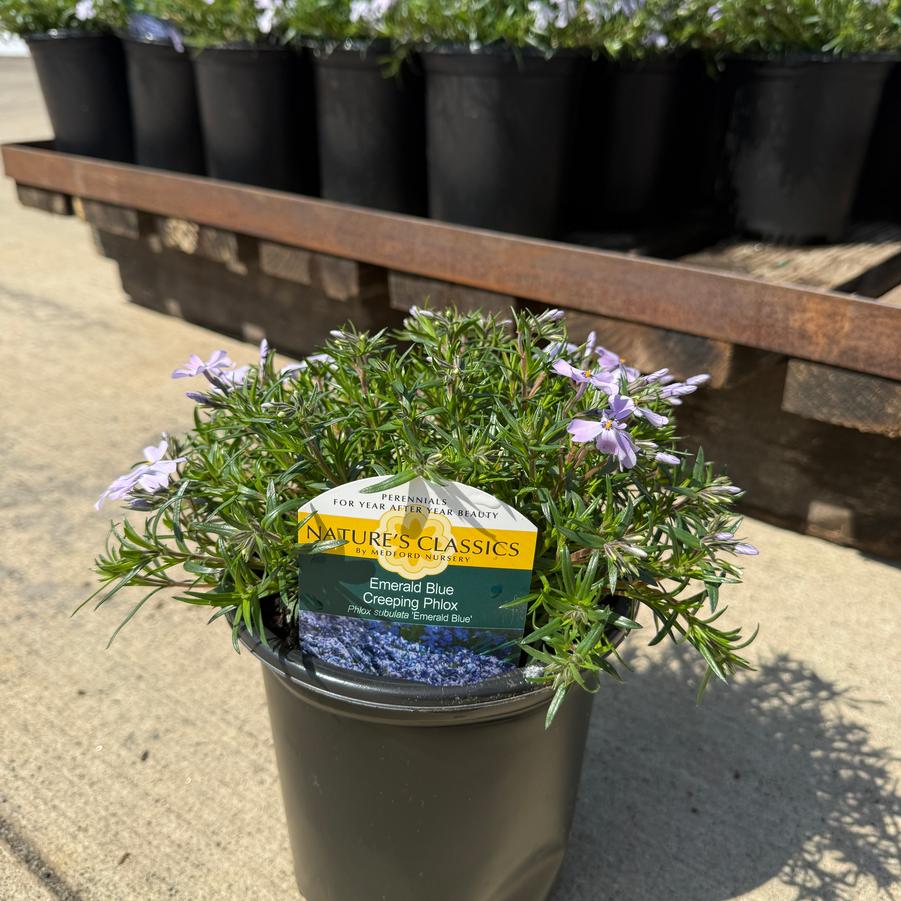 Phlox subulata Emerald Blue