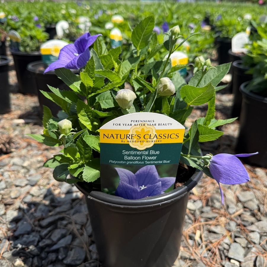 Platycodon grandiflorus Sentimental Blue