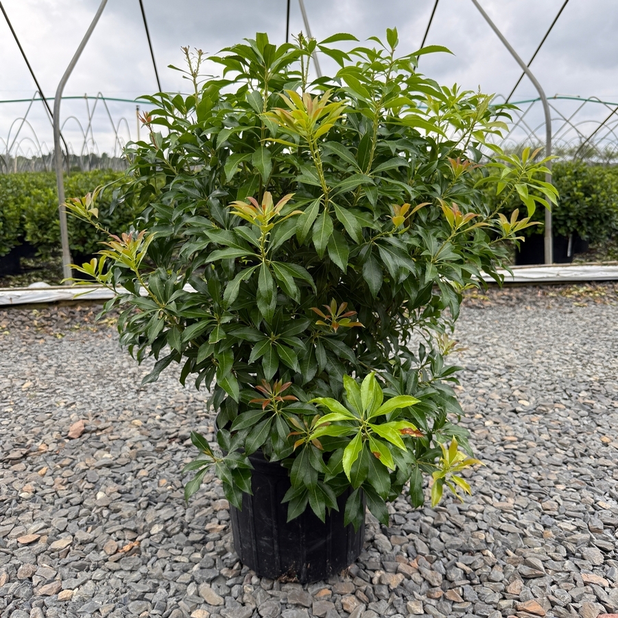 Pieris japonica Dorothy Wycoff