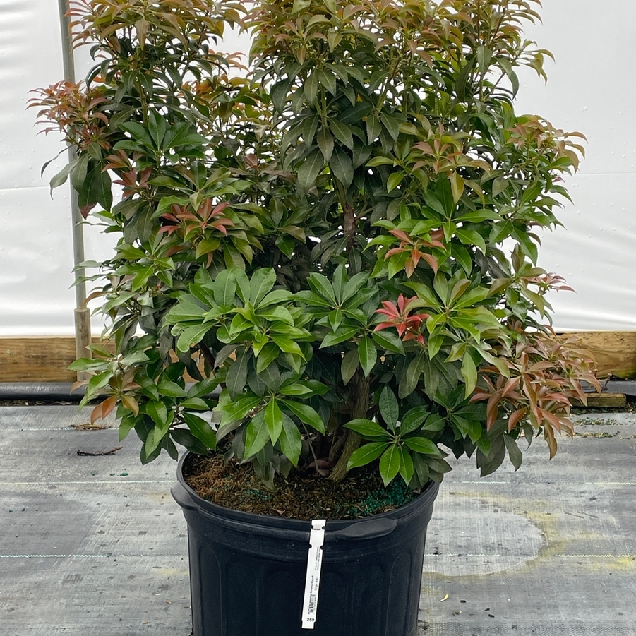 Pieris japonica Dorothy Wycoff