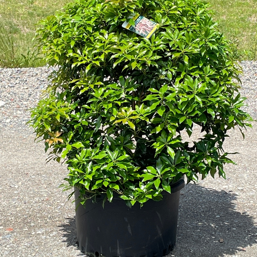 Pieris japonica Dorothy Wycoff