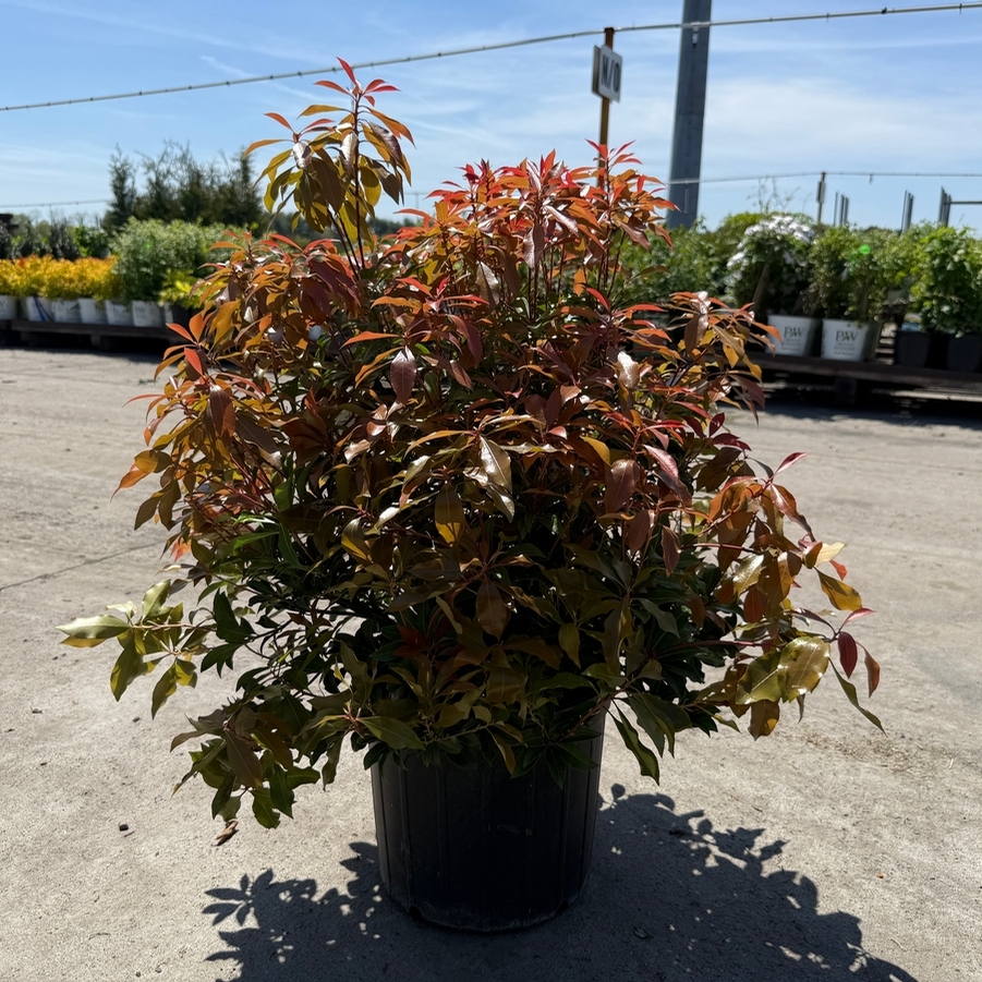 Pieris japonica Mountain Fire