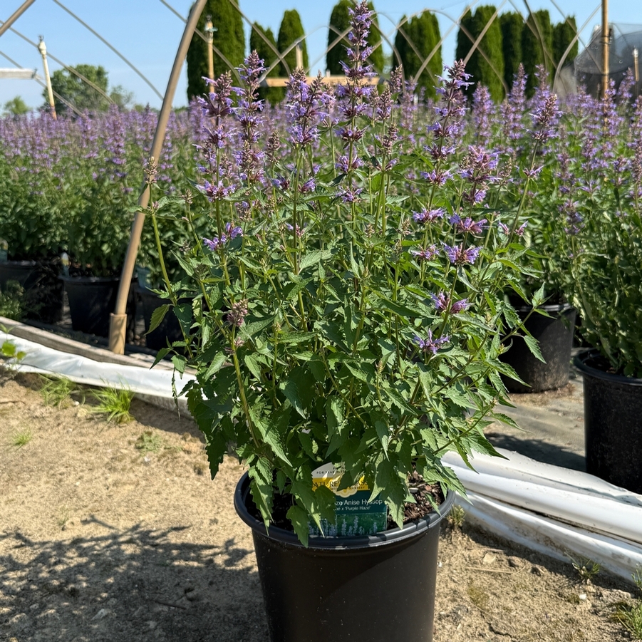 Agastache Purple Haze