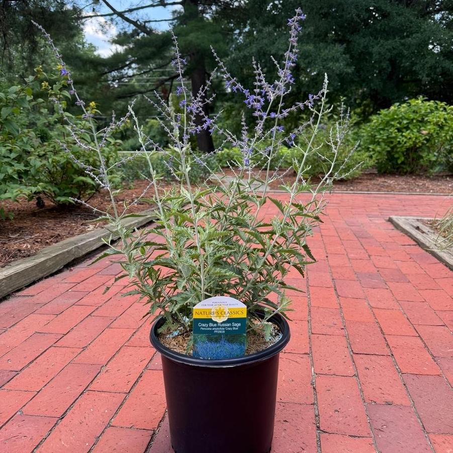 Perovskia atriplicifolia Crazy Blue