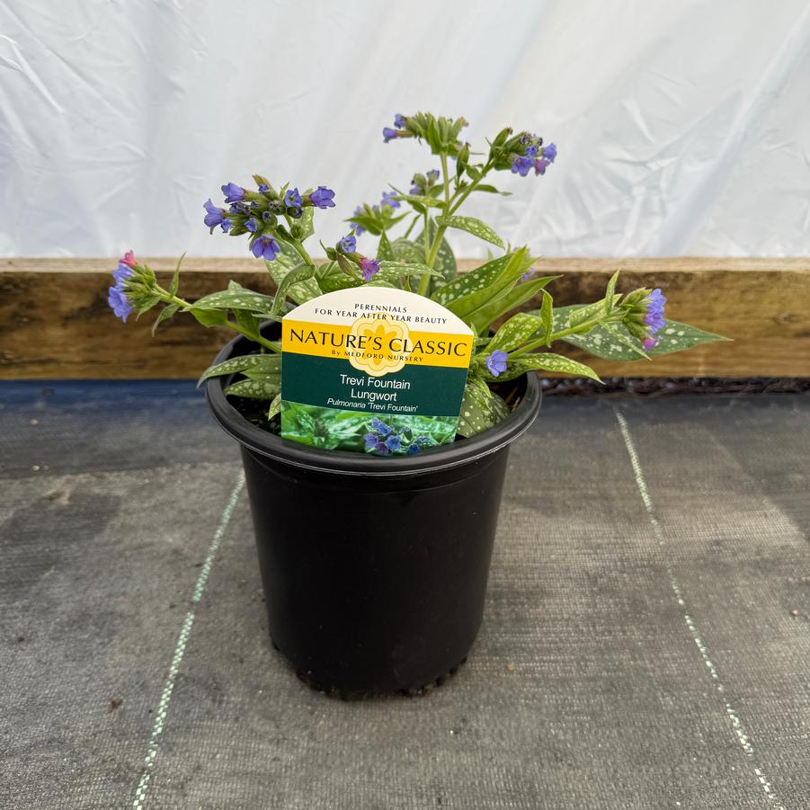 Pulmonaria Trevi Fountain