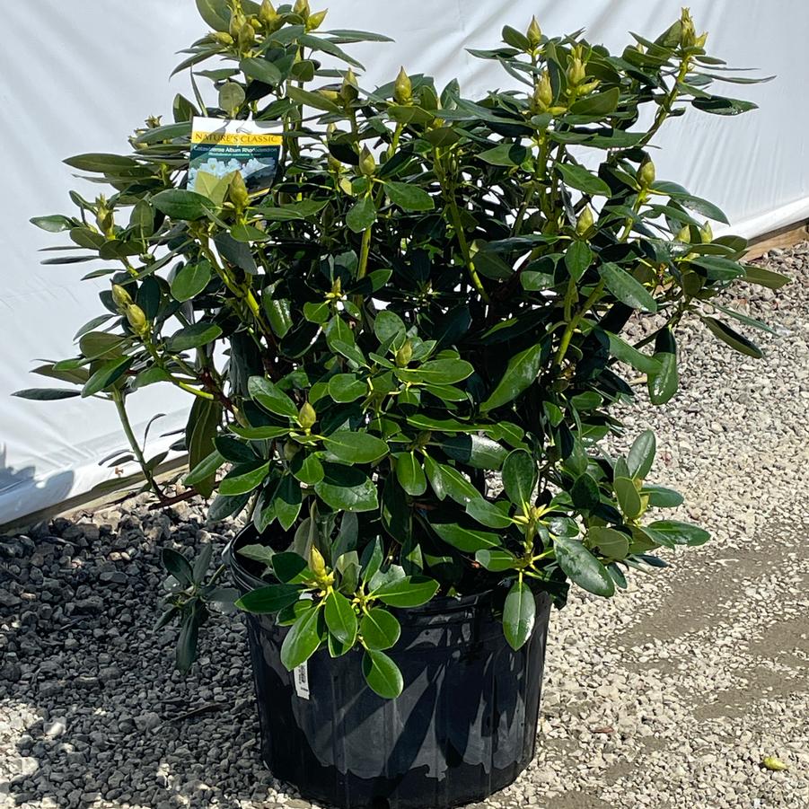 Rhododendron catawbiense Album