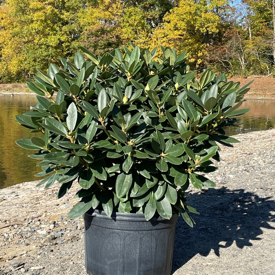 Rhododendron catawbiense Boursault