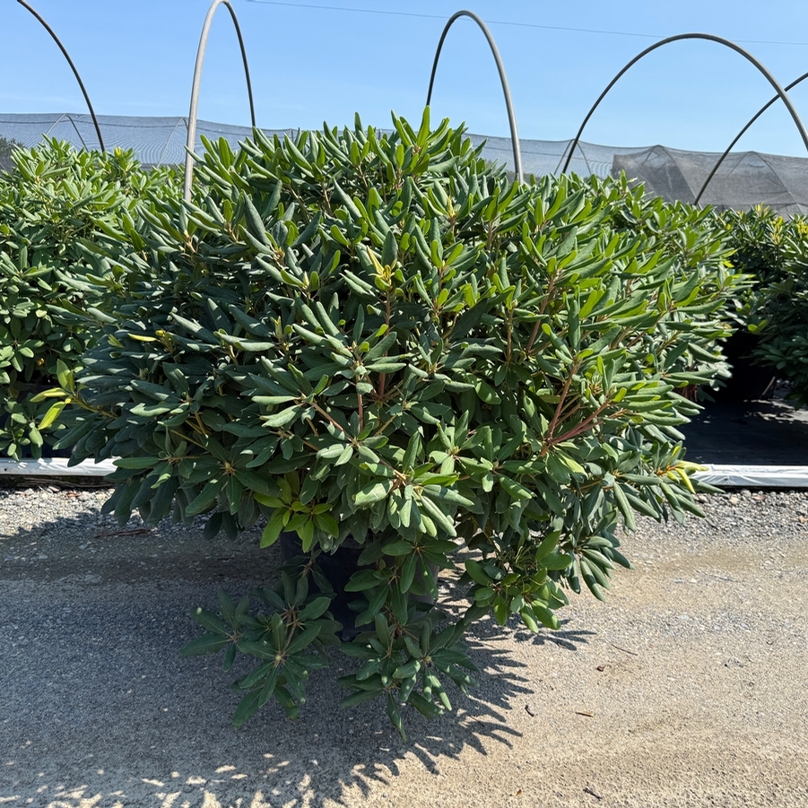 Rhododendron catawbiense Boursault