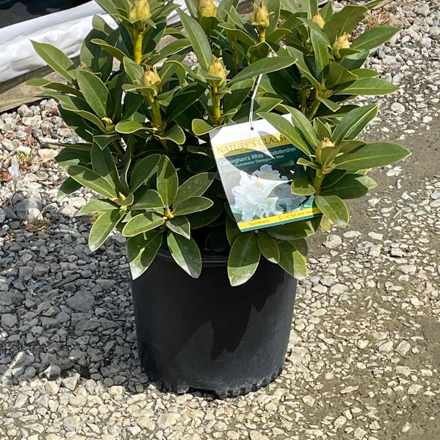 Rhododendron catawbiense Cunningham's White