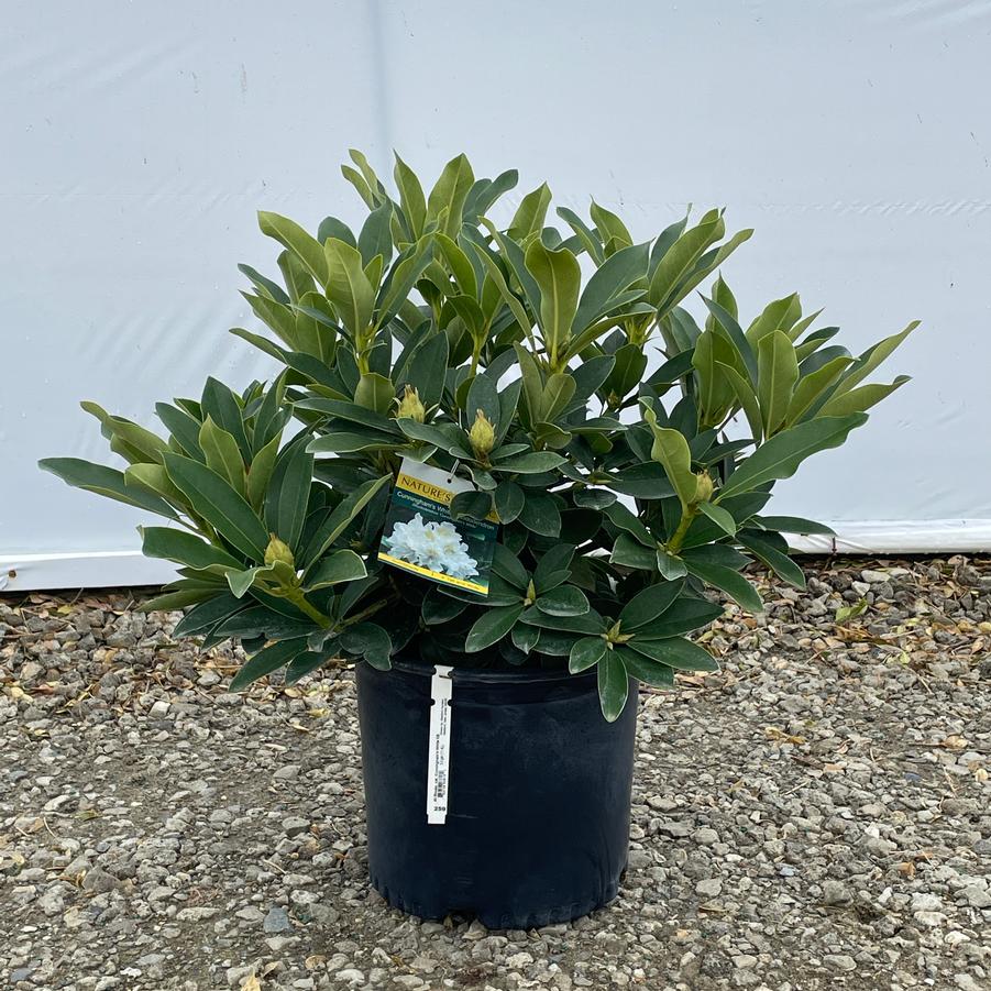 Rhododendron catawbiense Cunningham's White